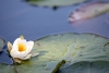 Seerose.jpg